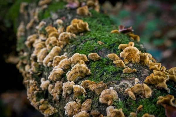 Forest Photography Course